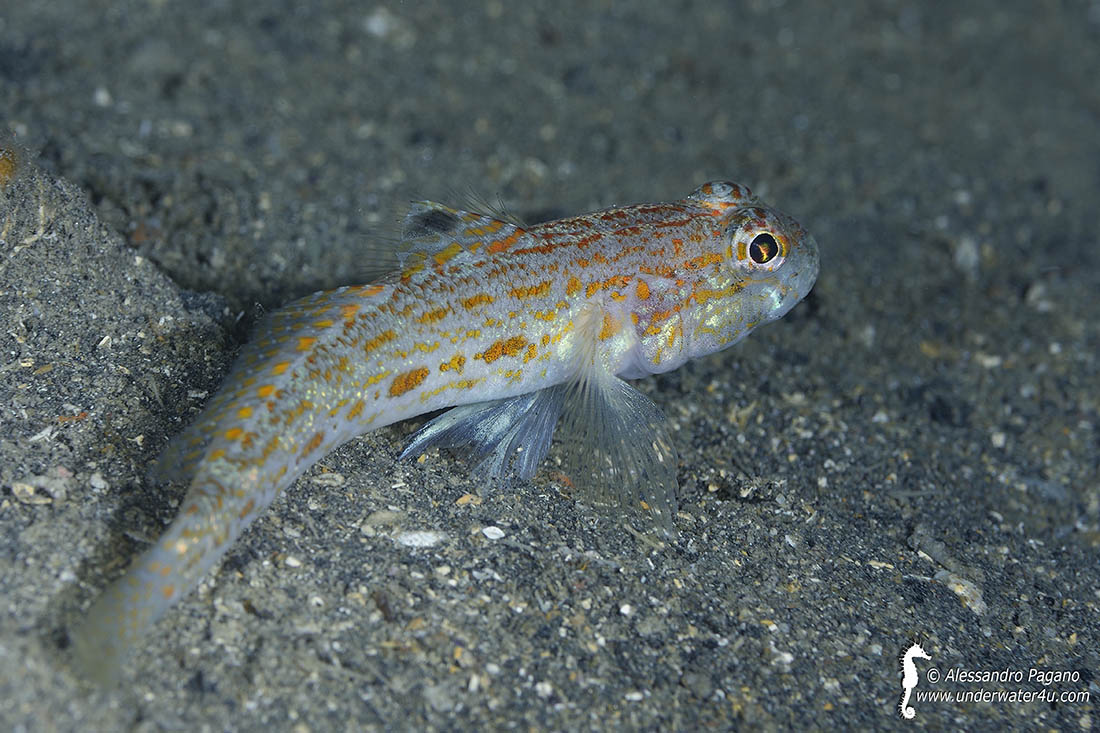 Gobius kolombatovici (Kovacic & Miller, 2000)